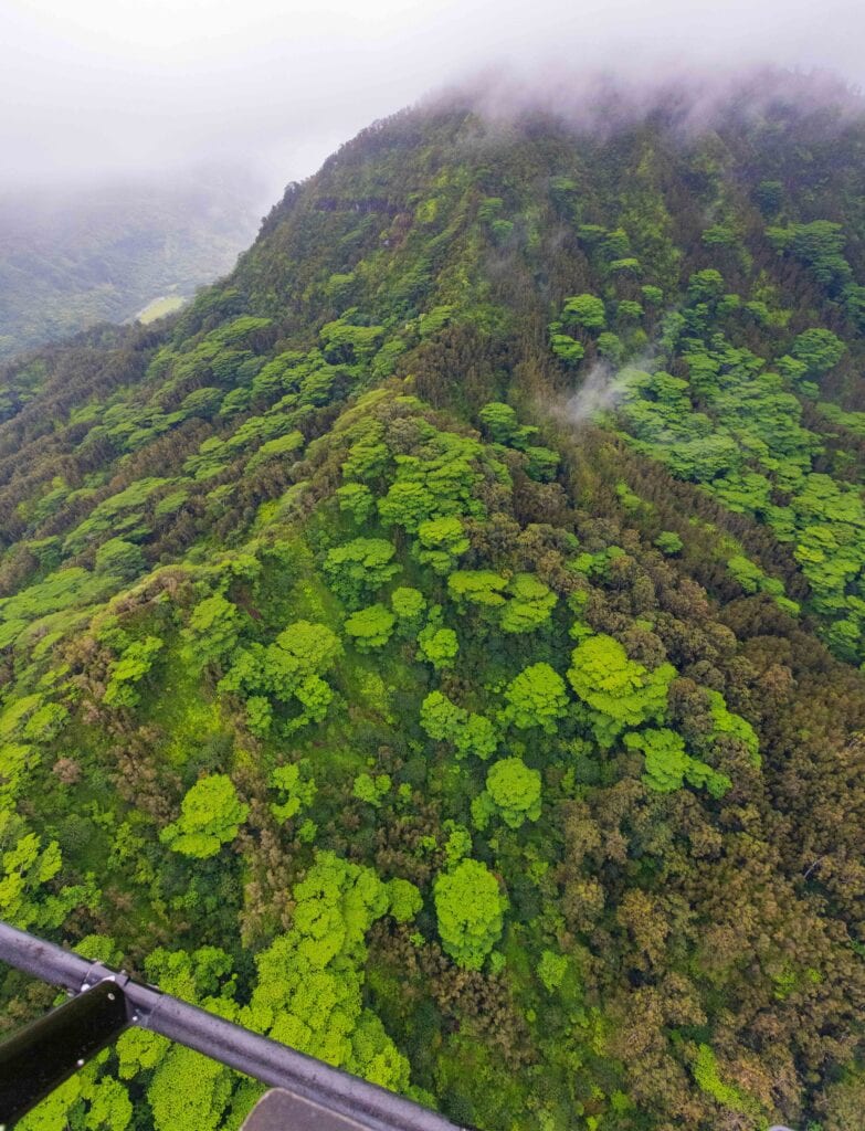 green trees and ridgelines in kauai 