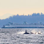 12 Fun Things to do In Ballard (From a Local)