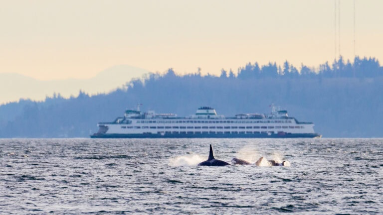 orcas swimming in the puget sound with a ferry in the background