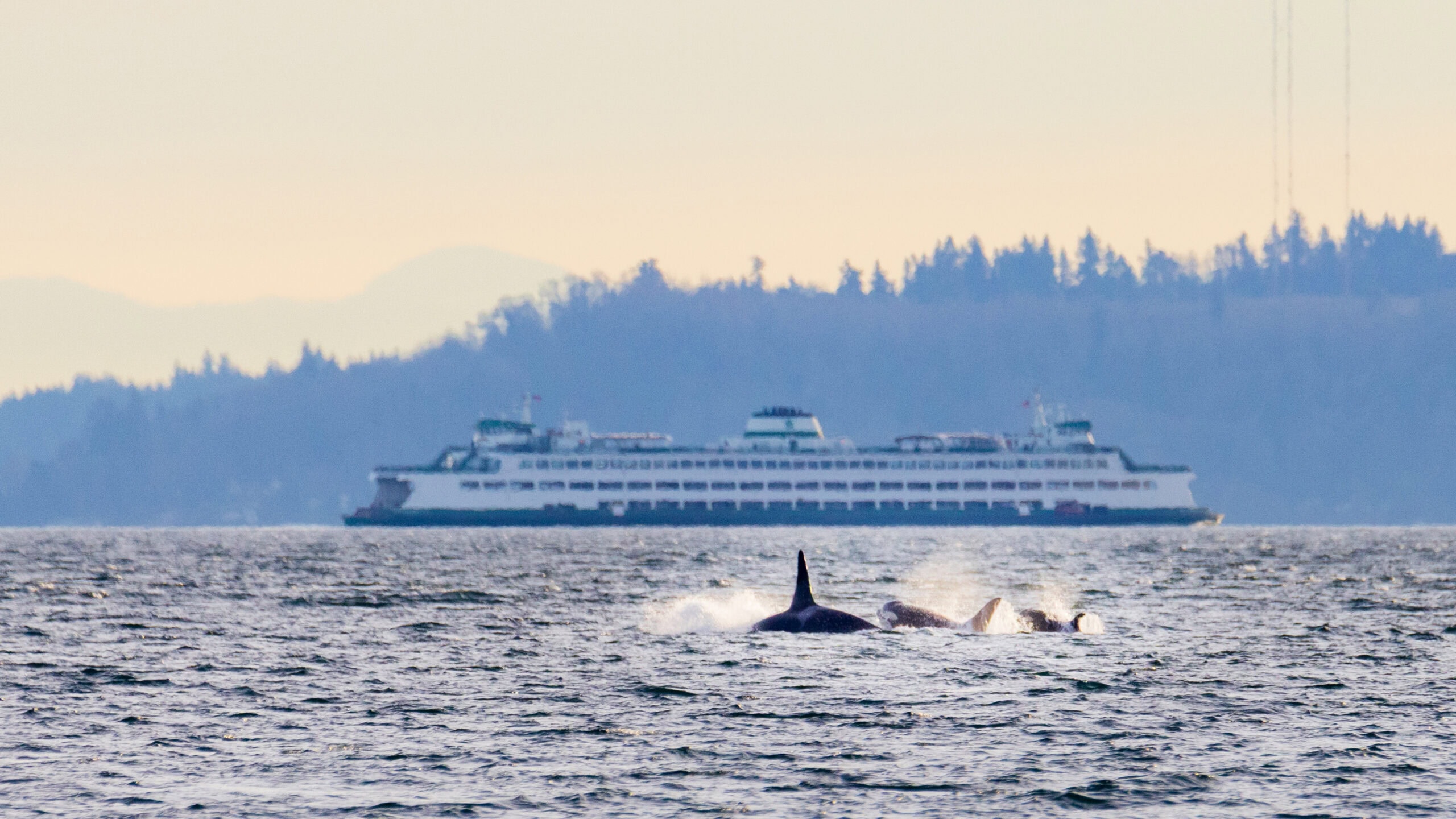 orcas swimming in the puget sound with a ferry in the background