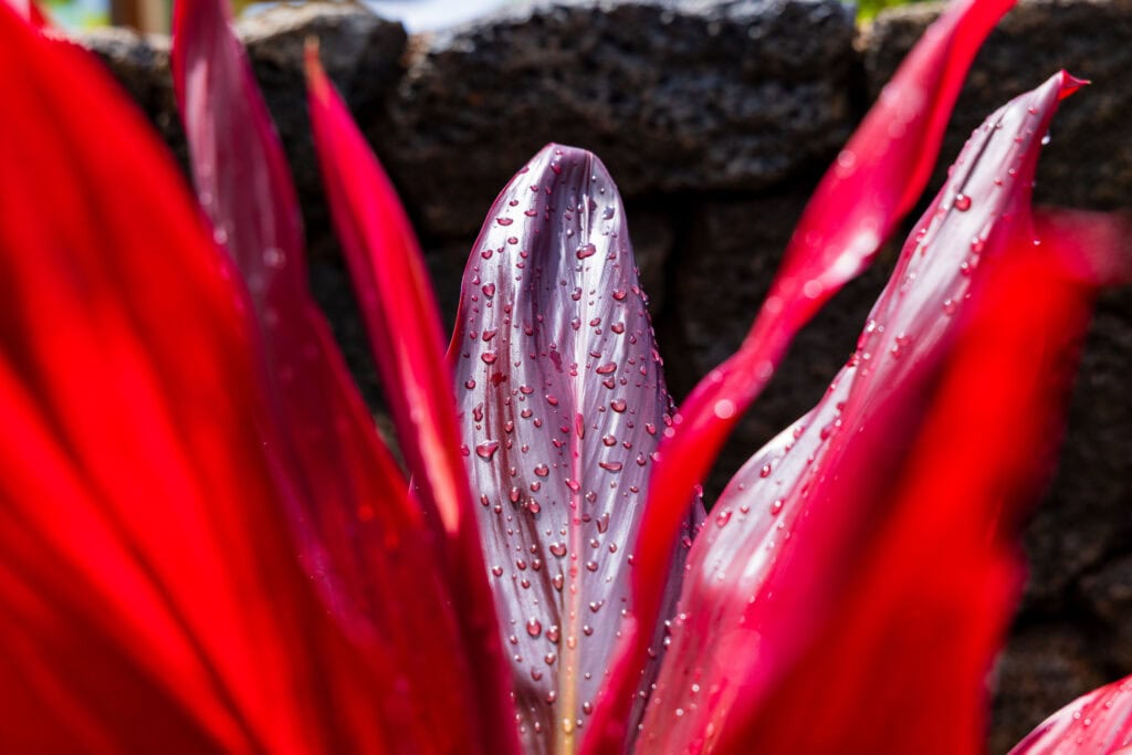 a red pant with water droplets on it after a rain