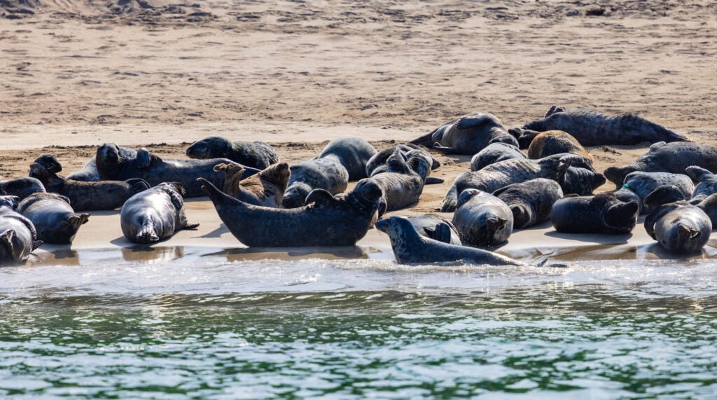 seals on the beach in ireland