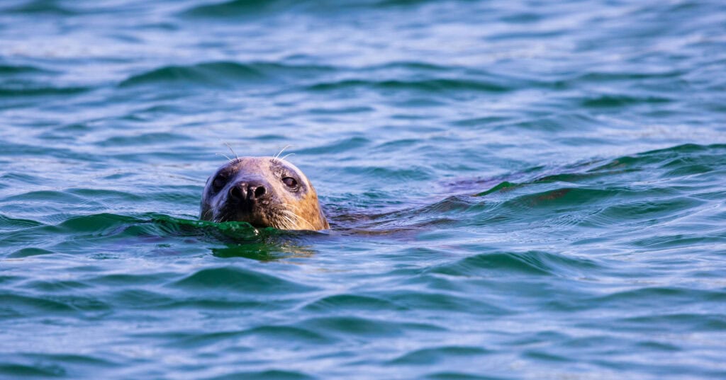 a seal pokes its head out of the water on the dingle sea safari tour in ireland
