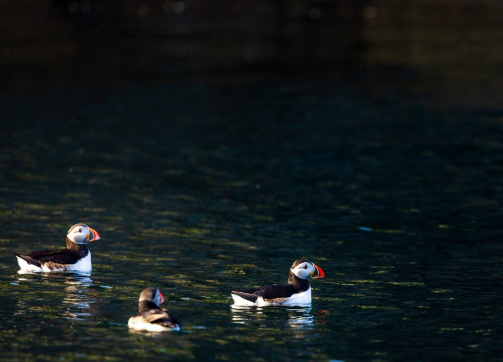 atlantic puffins swimming in the ocean in ireland