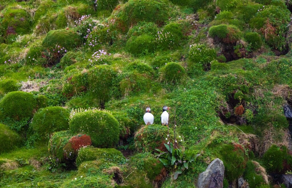 puffins on land surveying the ocean