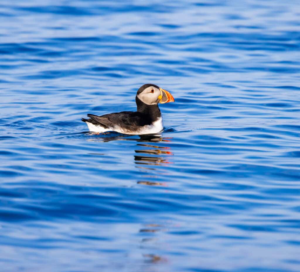 a puffin swims in the ocean along the dingle peninsula