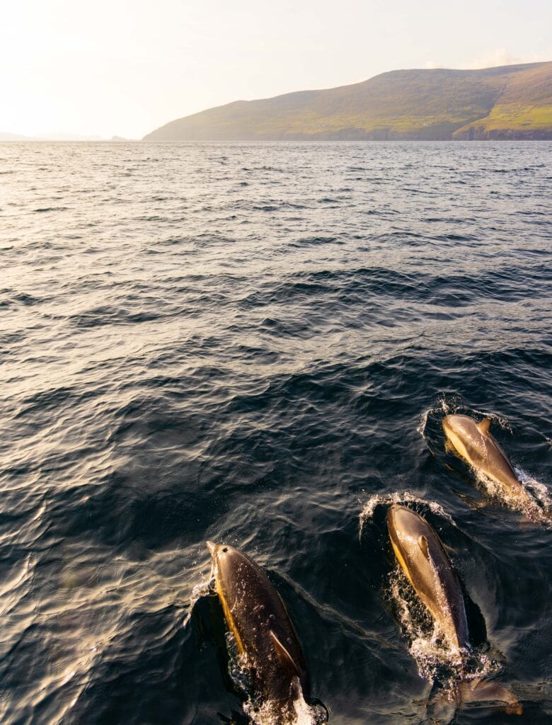three dophins swim next to the boat in ireland