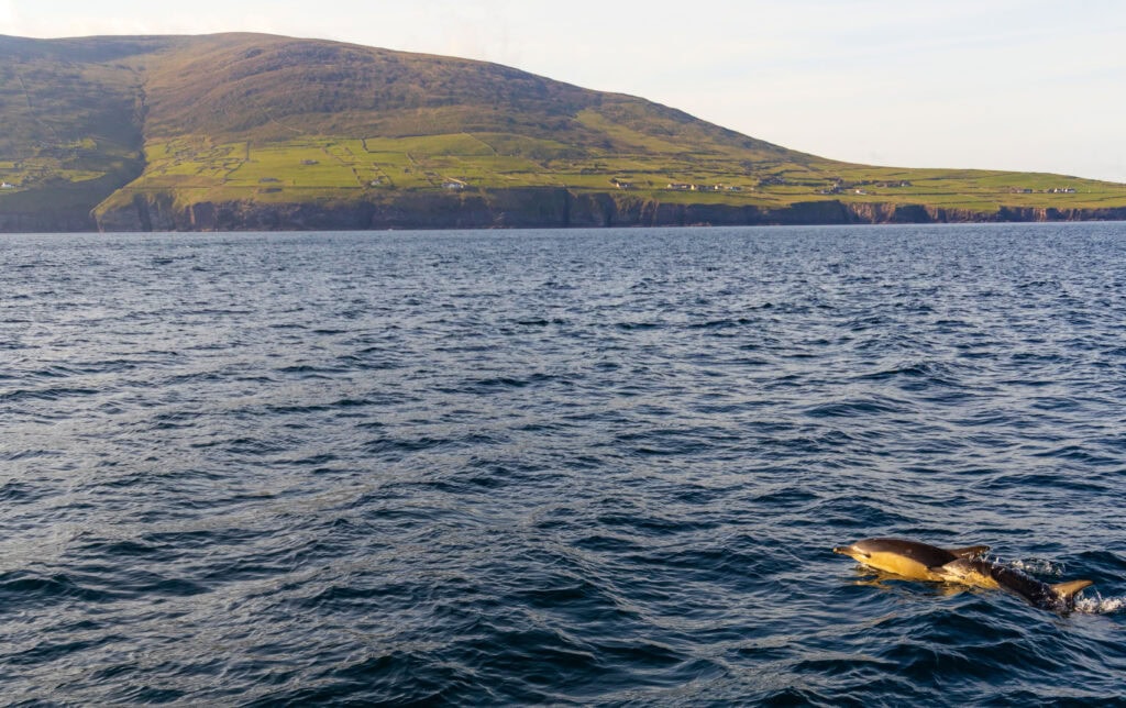 a dolphin comes out of the water near land around the dingle peninsula