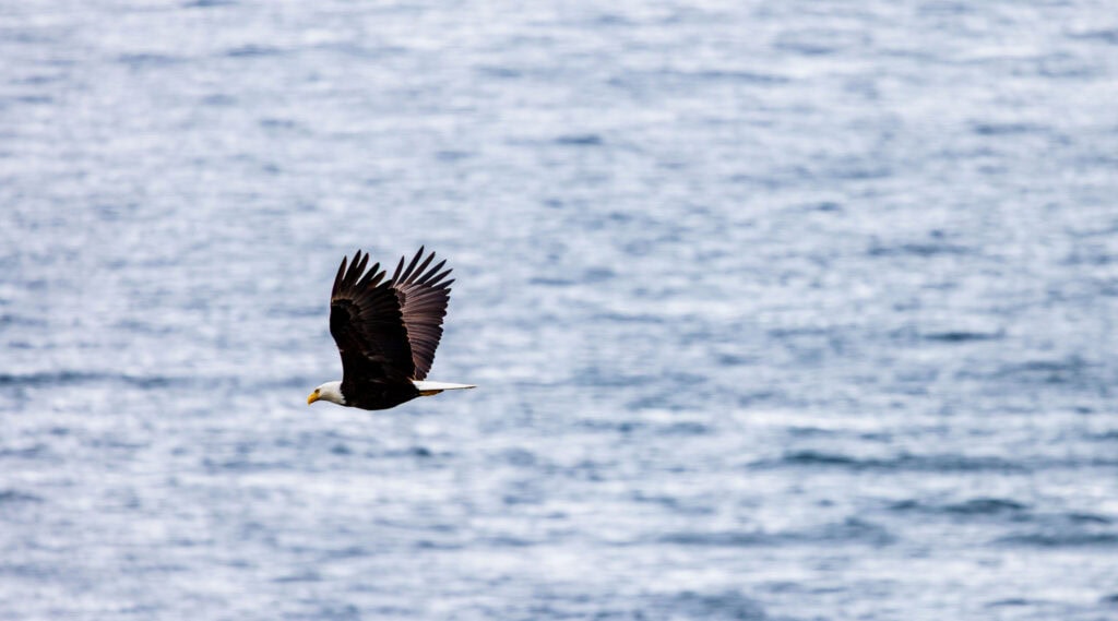 a bald eagle flying in the air above the ocean near american camp on san juan island