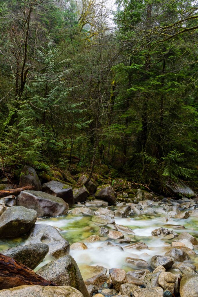 a rive flowing through a forest