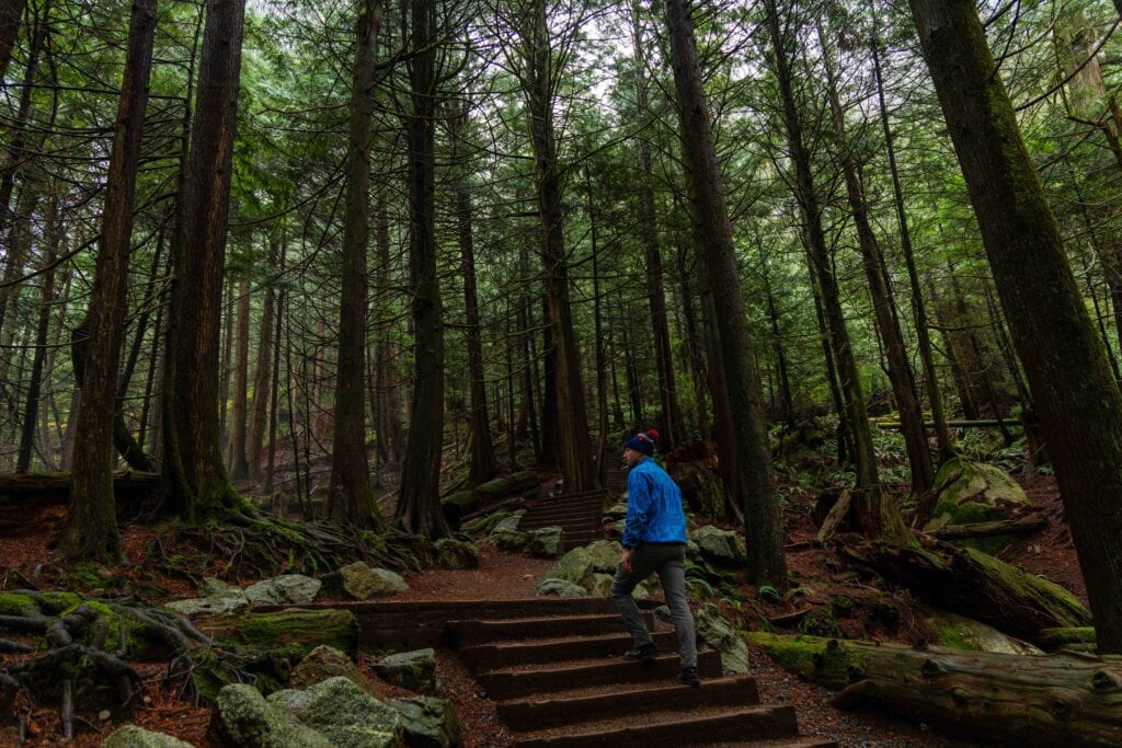 a hiker walking up the stairs in shannon falls provincial park surrounded by tall trees