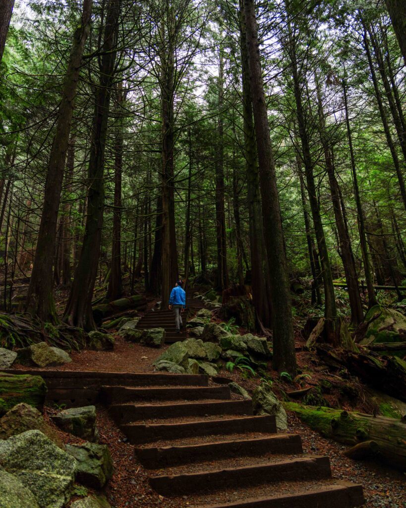 a hiker walking up the stairs in shannon falls provincial park surrounded by tall trees
