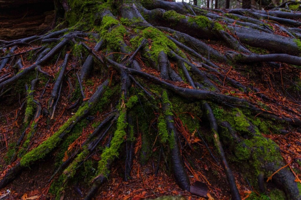 tangled roots of a tree in shannon falls provincial park
