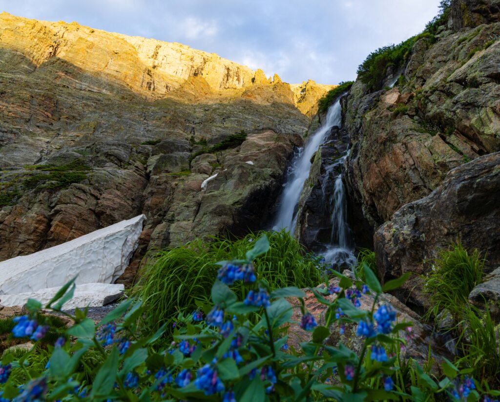 blue wildflowers in front of timberline falls on the sky pond trail