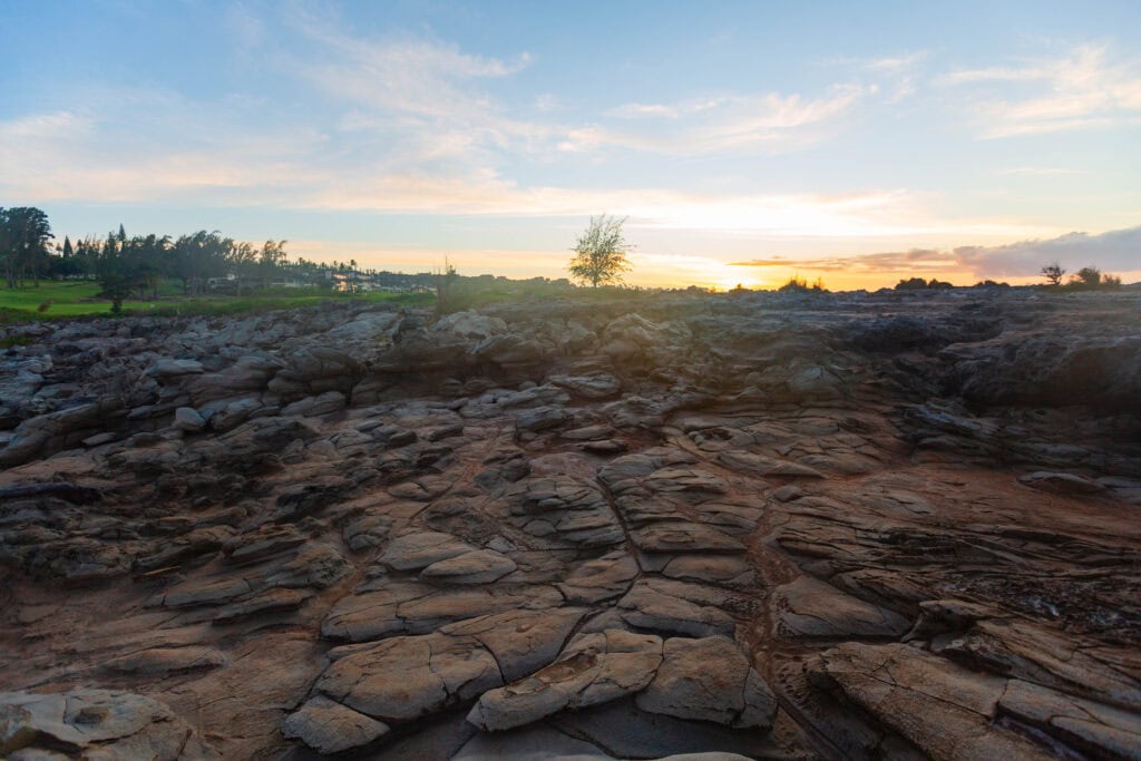 a lone tree stands on the horizon during sunset