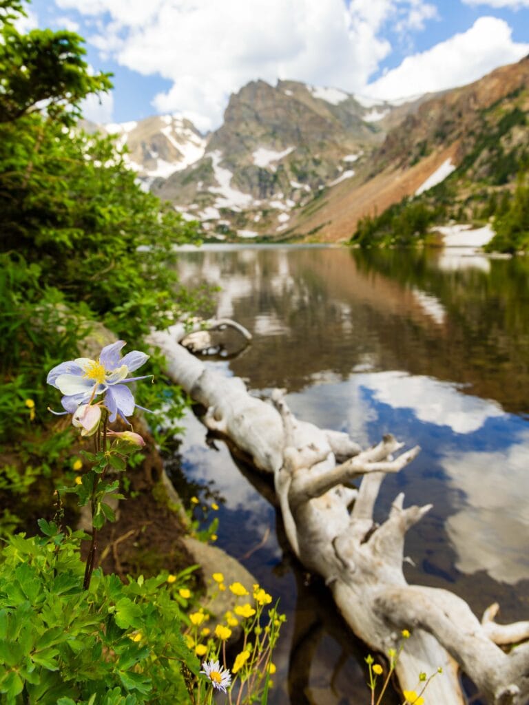 lake isabelle with a columbine on the shore