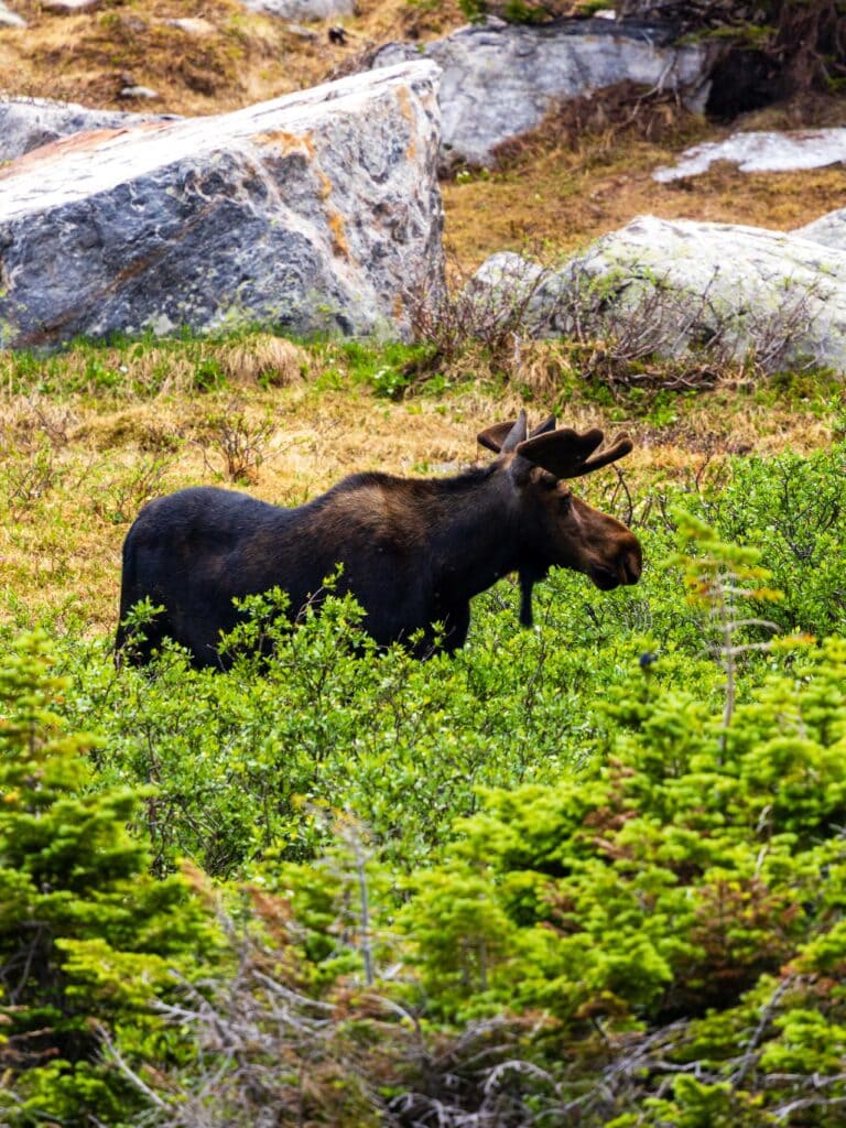 a moose stands in a meadow