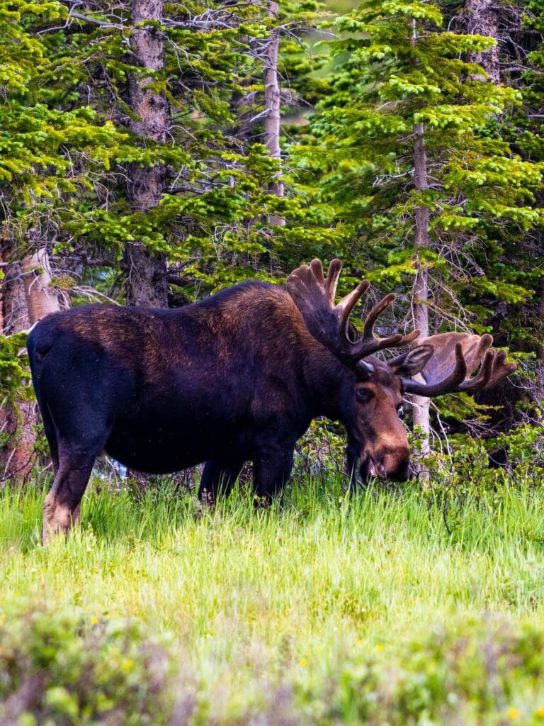 massive bull moose looks at the camera
