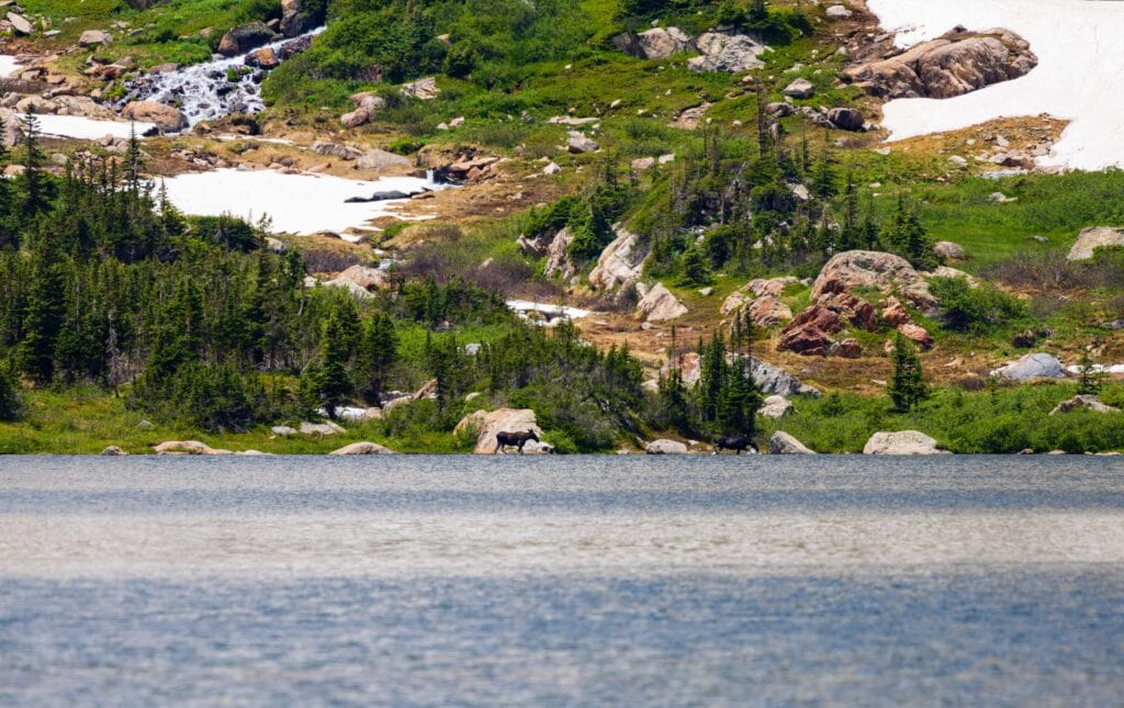 moose on the far side of the lake looking very small