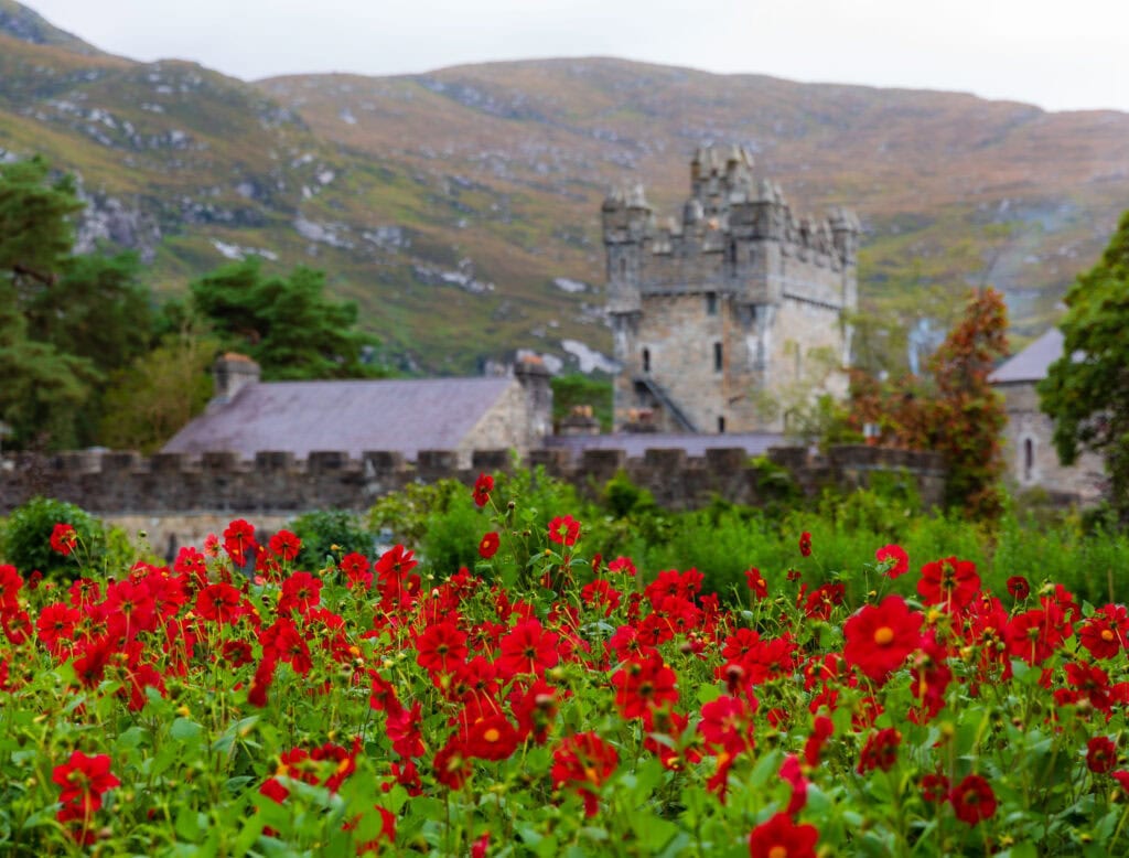 red flowers in front of glenveagh national park in ireland. one of the better things to do in ireland