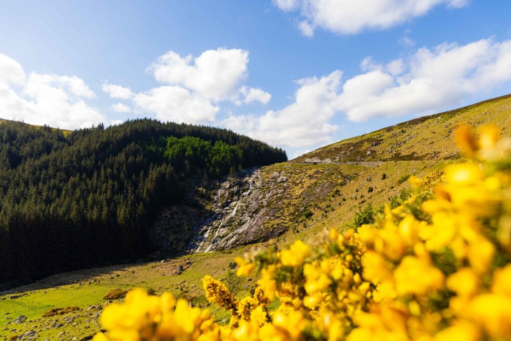 a waterfall near a road with yellow flowers in the foreground