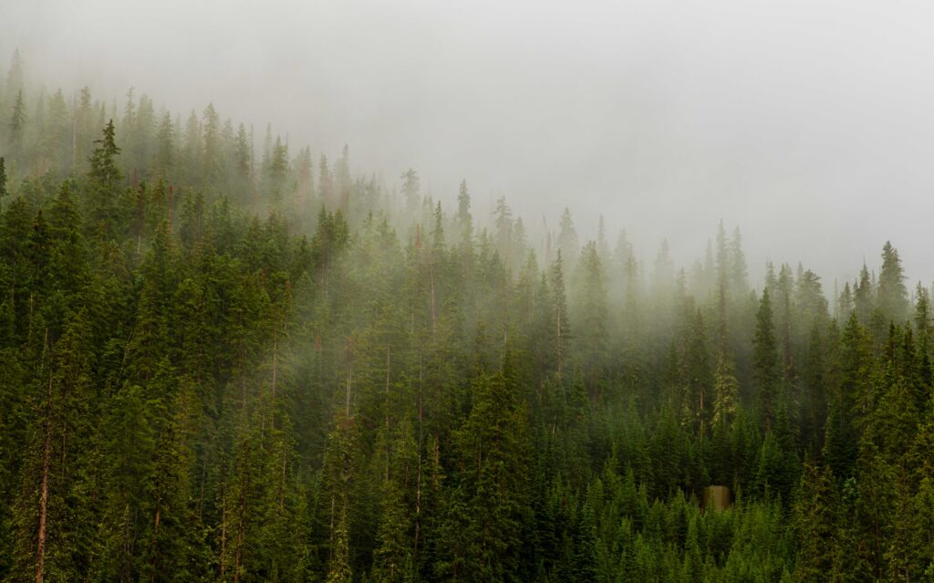 low clouds in the forest before starting our backpacking trip to missouri lakes