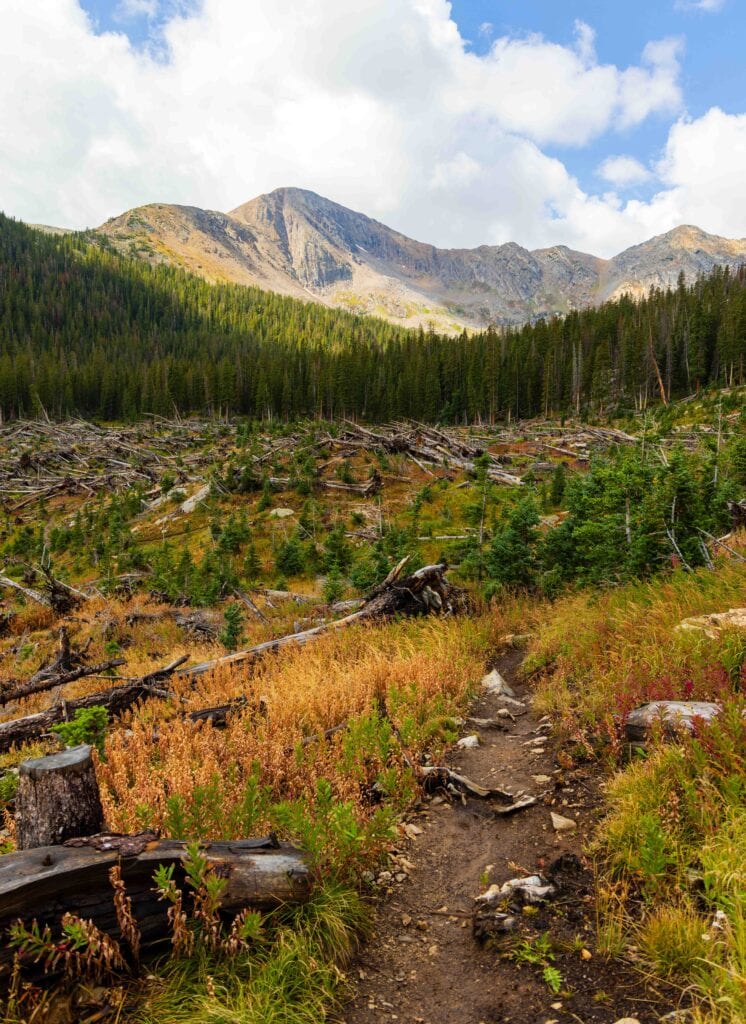 the trail cutting through a wide open area with mountains and trees in the distance