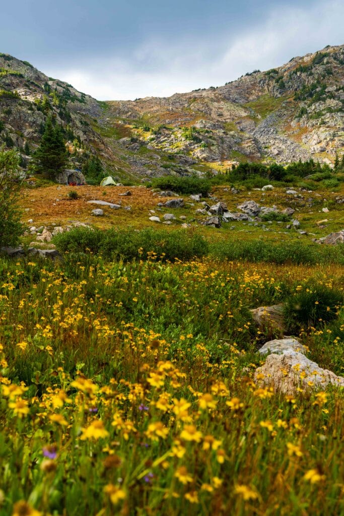 yellow flowers in the basin below missouri pass