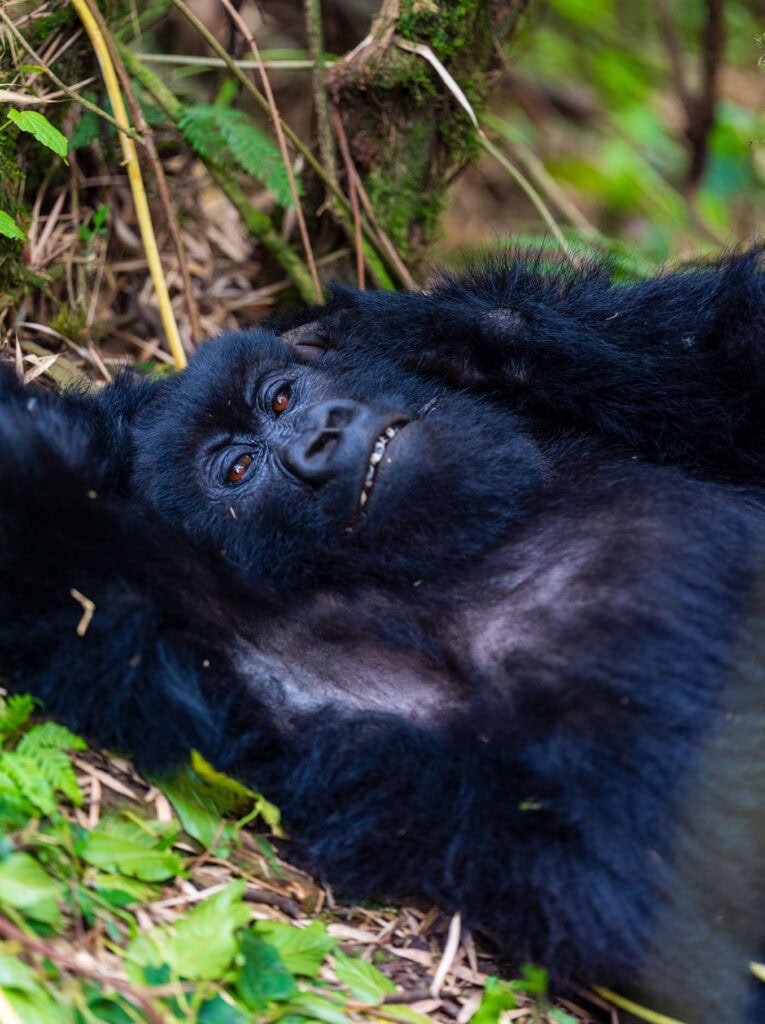 a gorilla lays on its back in the forest