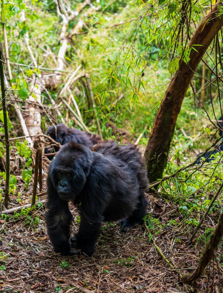 a gorilla knuckewalks through the forest
