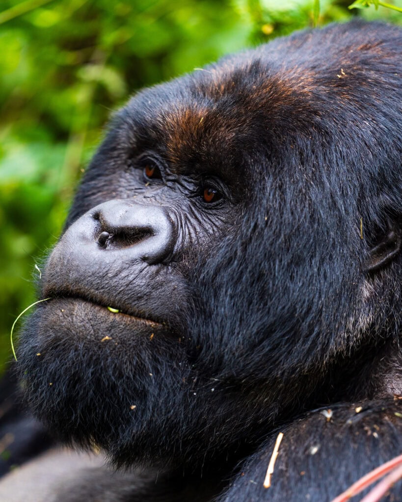 a silverback gorilla head looking off in the distance