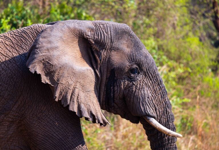 a close up of an elephant with small tusks