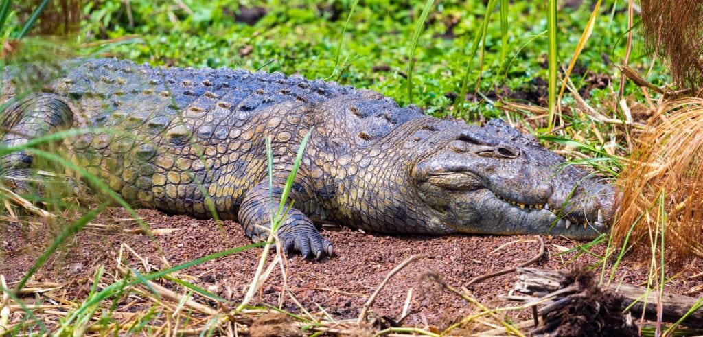 an adult nile crocodile bathes in the sun on land