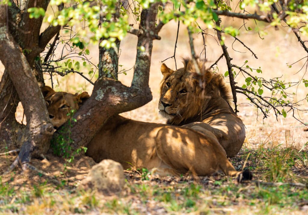 a male lion lays in the shade under a tree in africa