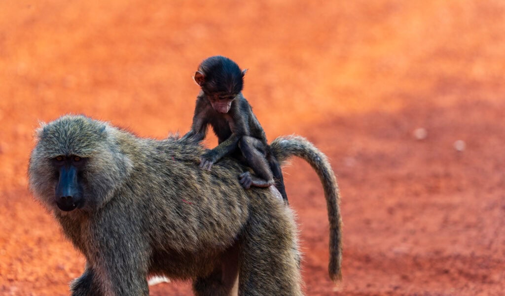 a baby baboon rides on the back of an adult one during our game safari in akagera nationa park in rwanda