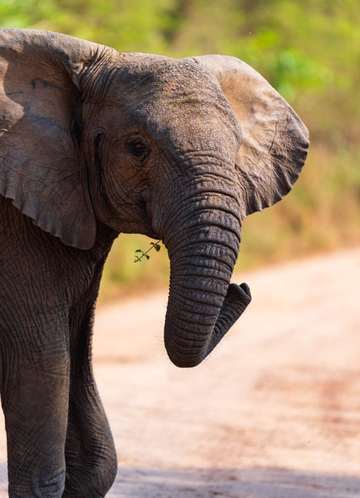 an elephant looks at the camera while crossing the dirt road during our safari in akagera national park
