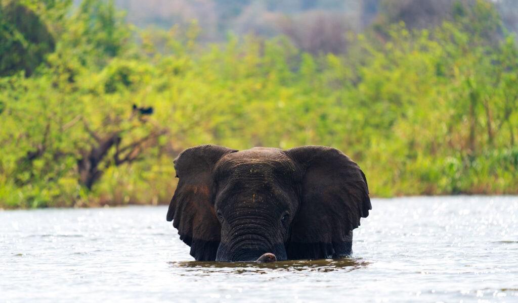 an elephant cools off in lake ihema. a boat ride on this lake is one of the best things to do in rwanda