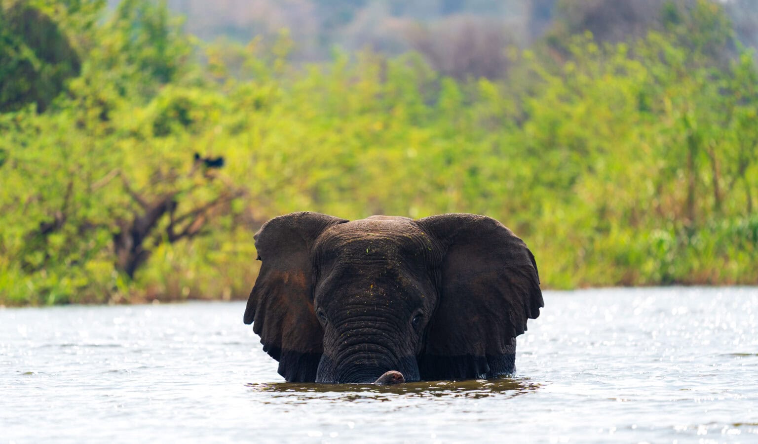 The Best Cameras for Wildlife Photography (Plus Entry Level Options) in ...