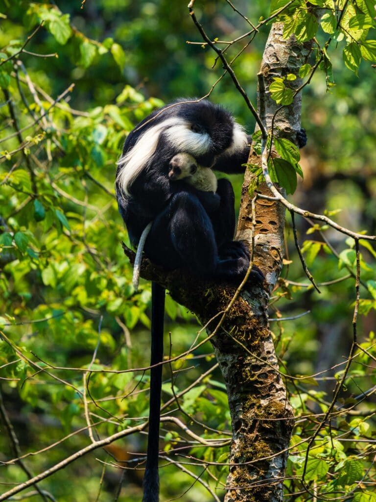 an adult black and white colobus monkey holds onto a baby money