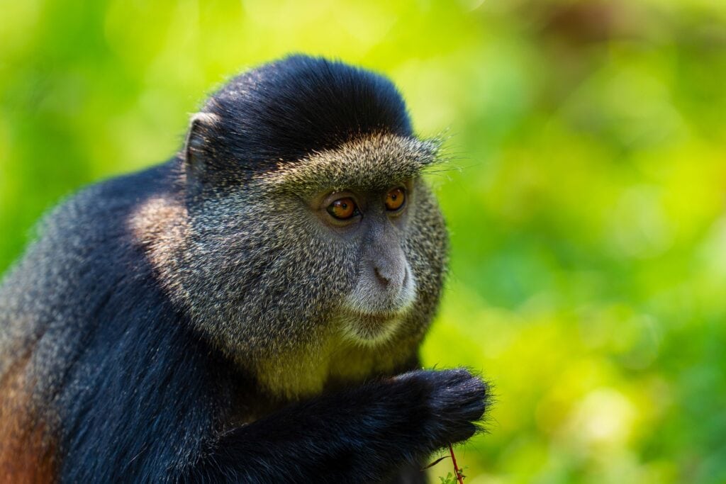 an adult golden moneky looks out