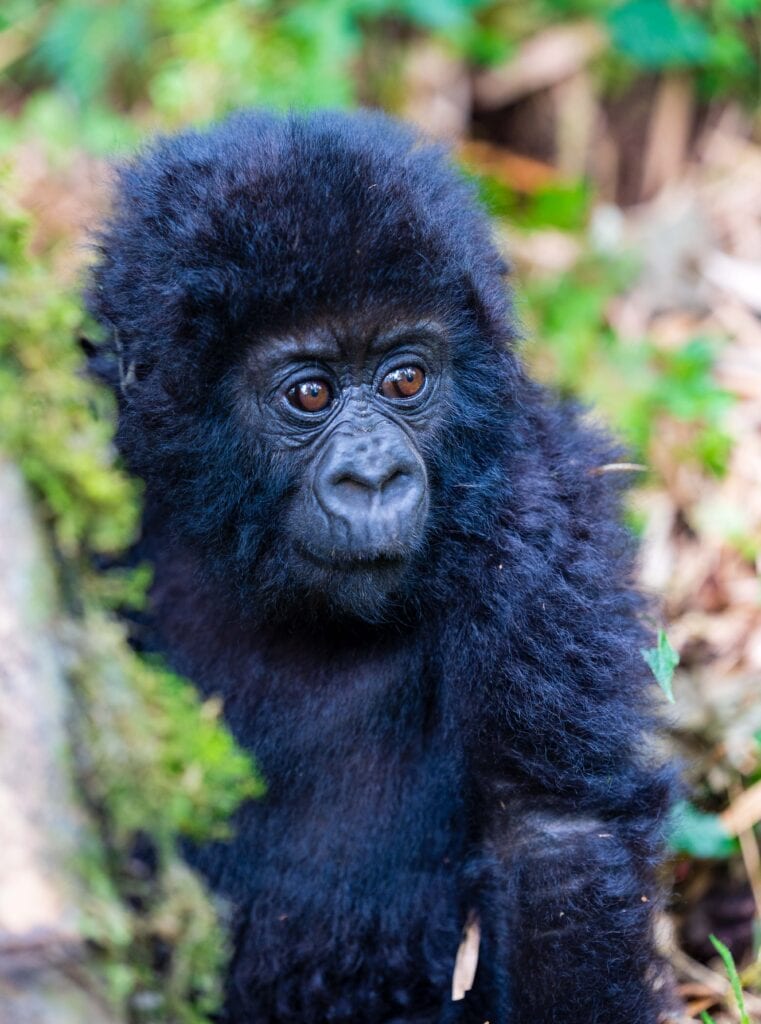 a wide eyed baby grilla sits in the forest