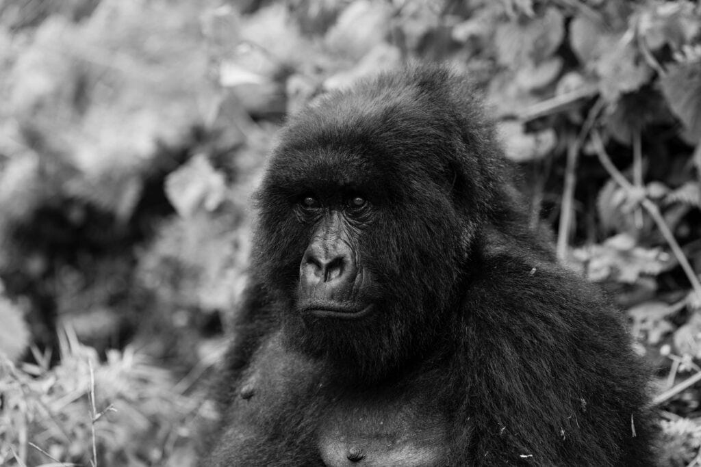black and white image of a female gorilla