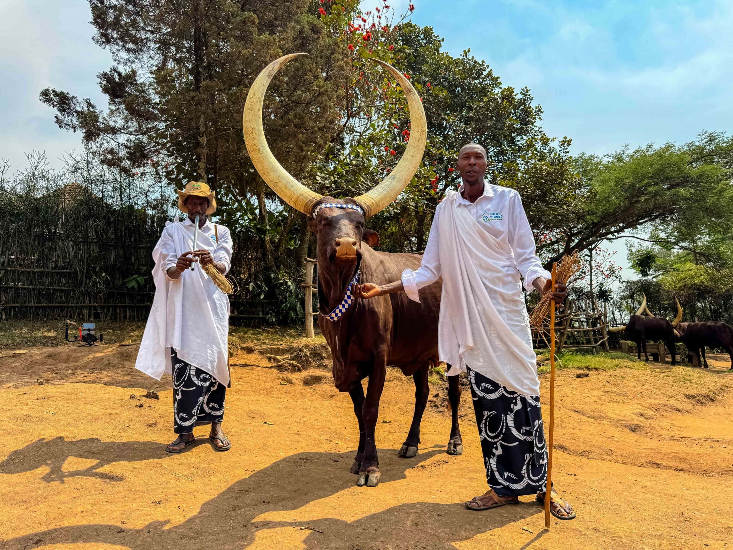 royal cows with their three foot horns