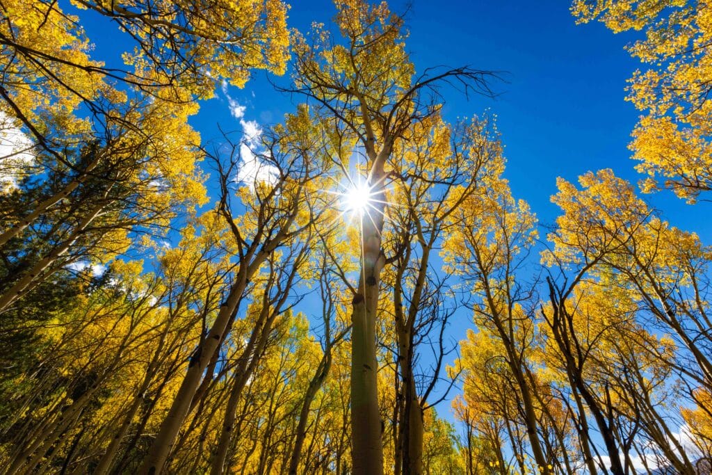 aspens with yellow leaves and a sun flare in breckenridge colorado