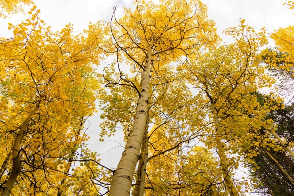 golden aspen trees in colorado's fall
