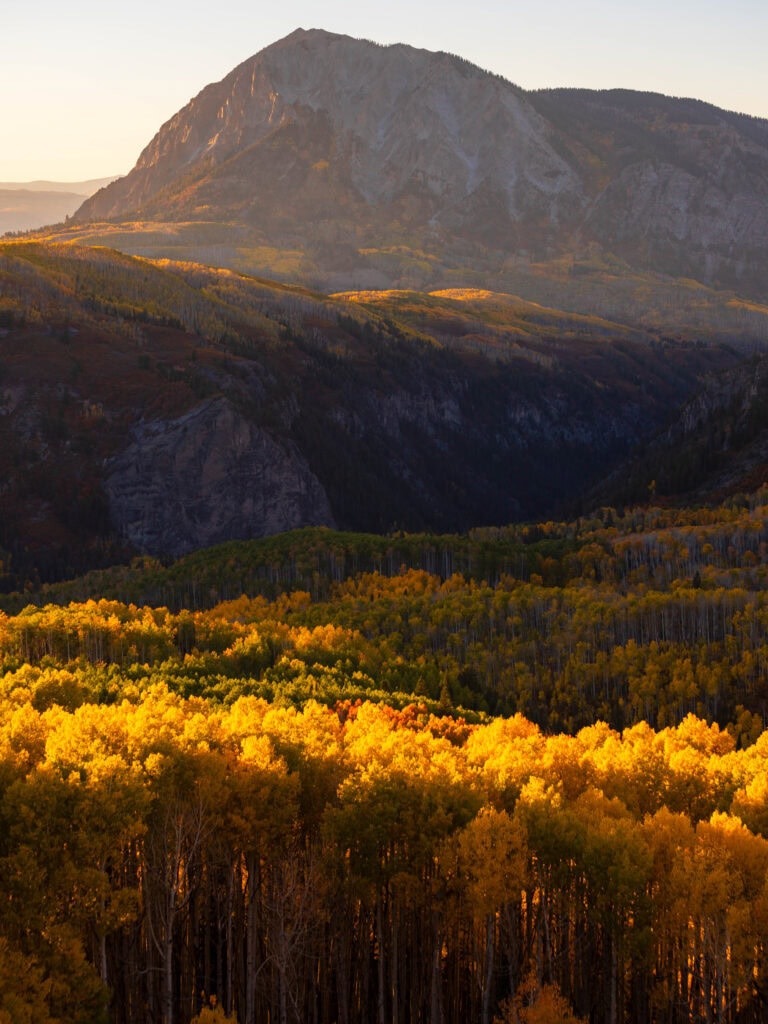 sunlight streams from the left side making the aspen glow