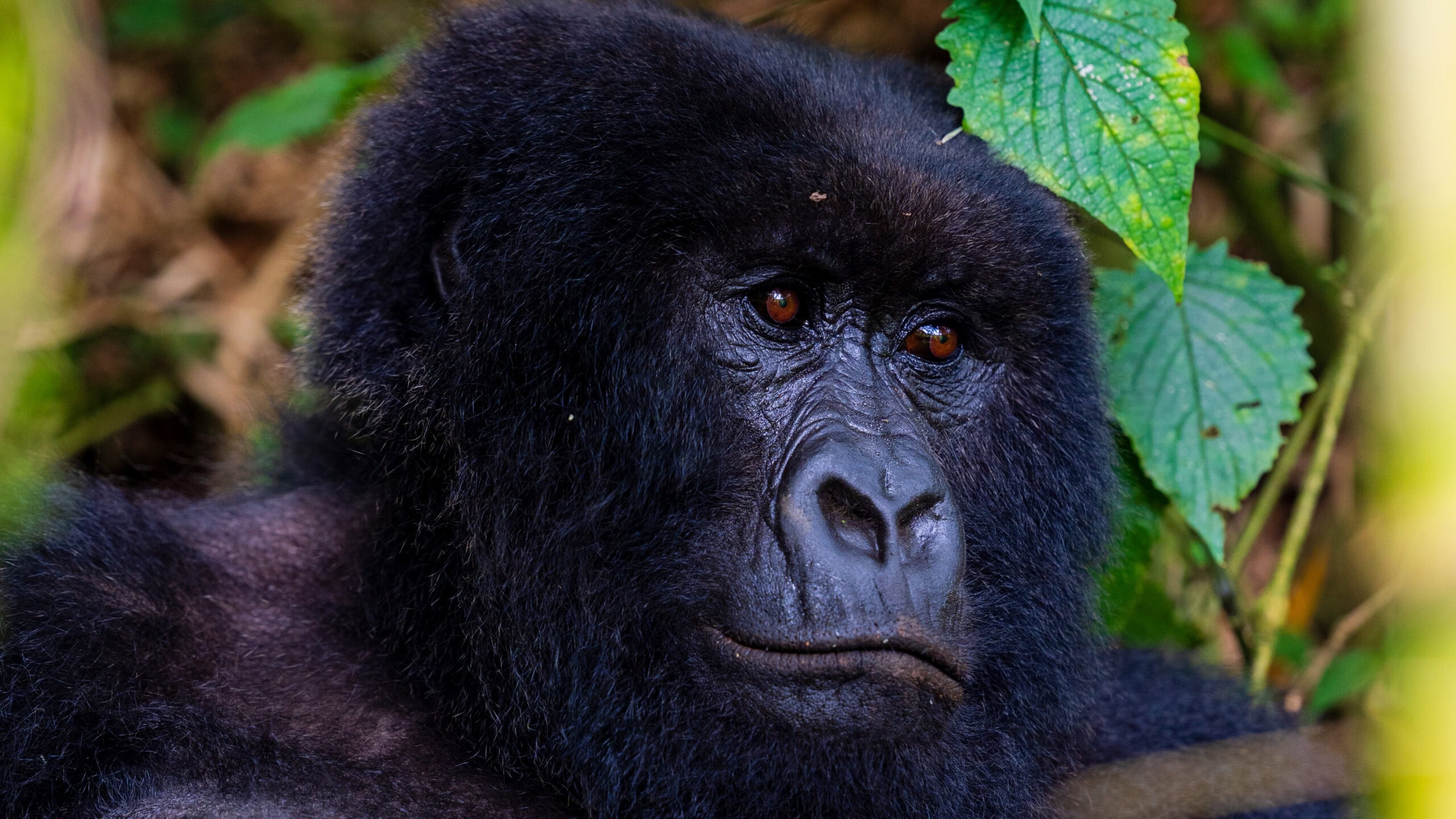 a mother gorilla looks off to her left