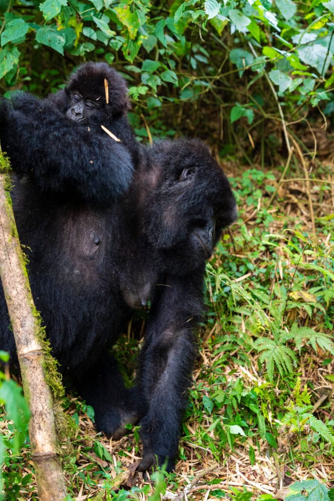 a momma gorilla tosses her baby onto her back in rwanda on gorilla trek