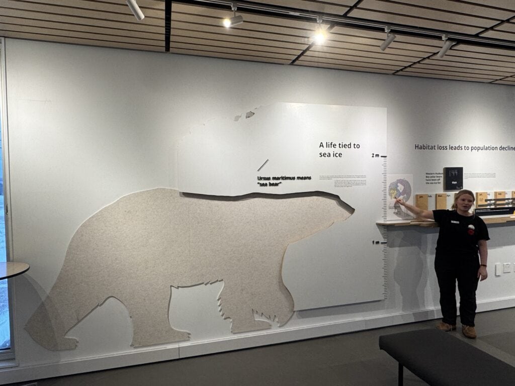 An outline showing how big a polar bear is