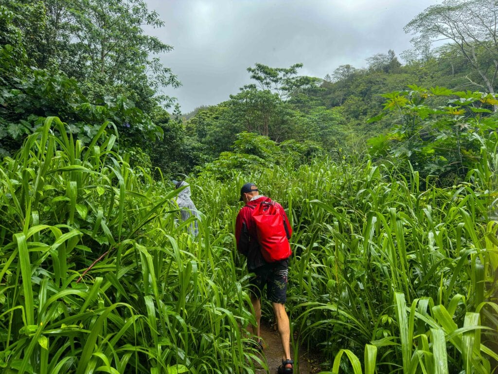 a male hiker walks through the forest in kauai on the secret falls kayak and hiking tour